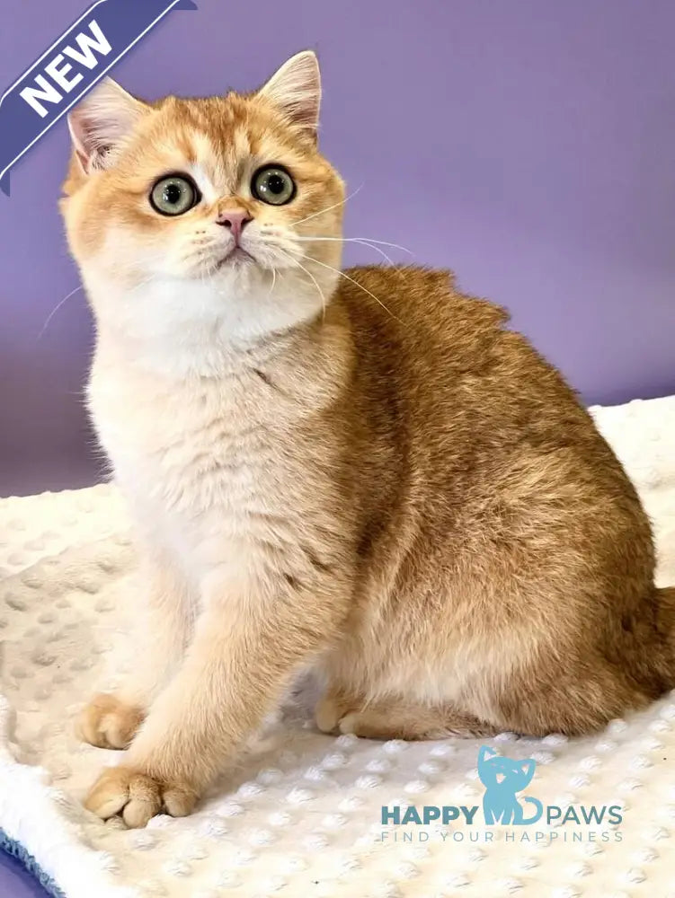 Teddy British Shorthair male black golden chinchilla live animals