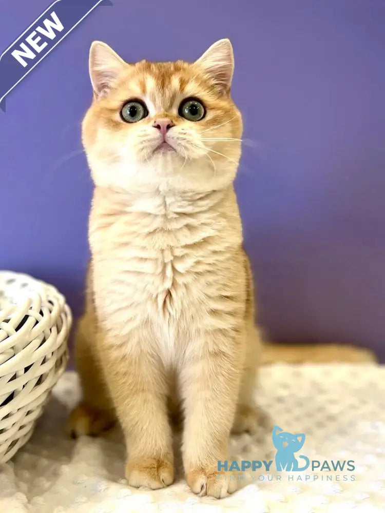 Teddy British Shorthair male black golden chinchilla live animals