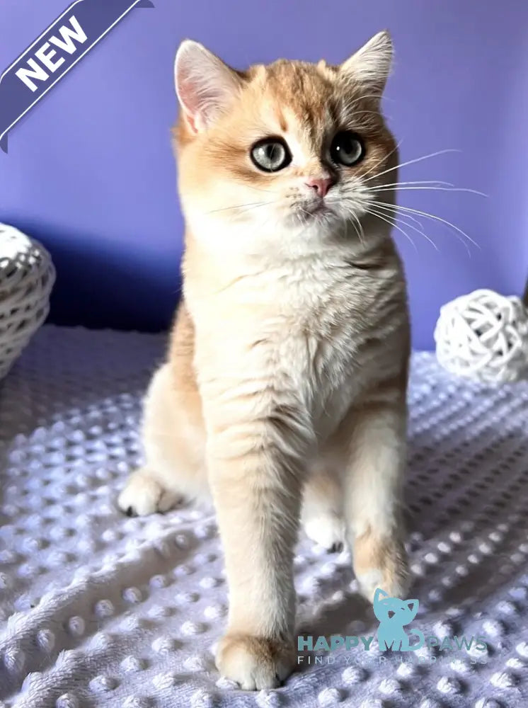 Teddy British Shorthair male black golden chinchilla live animals