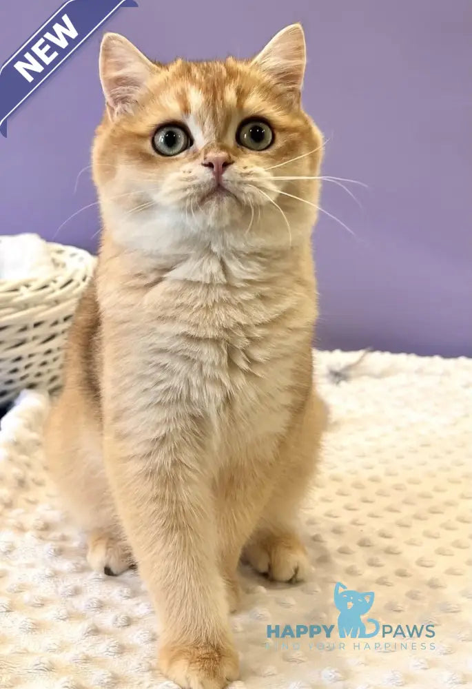 Teddy British Shorthair male black golden chinchilla live animals