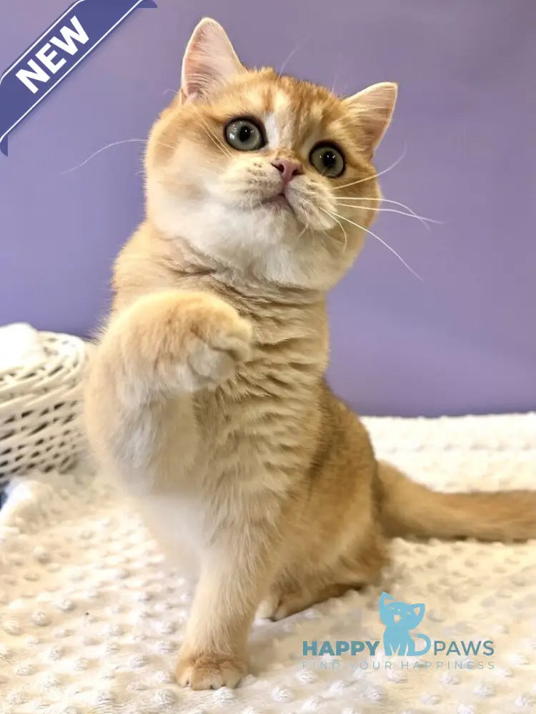 Teddy British Shorthair male black golden chinchilla live animals