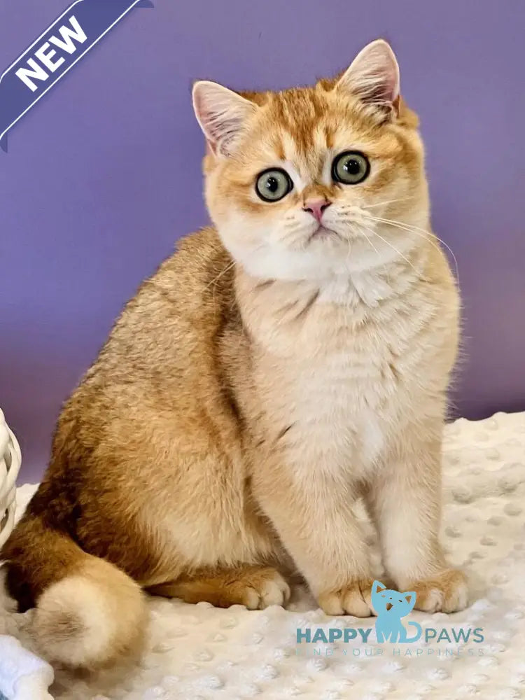 Teddy British Shorthair male black golden chinchilla live animals