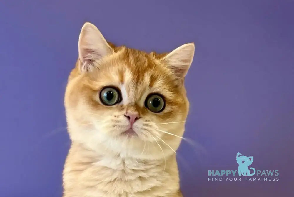 Teddy British Shorthair male black golden chinchilla live animals