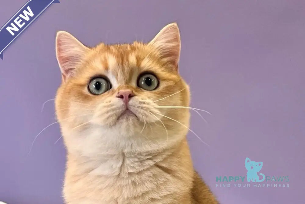 Teddy British Shorthair male black golden chinchilla live animals