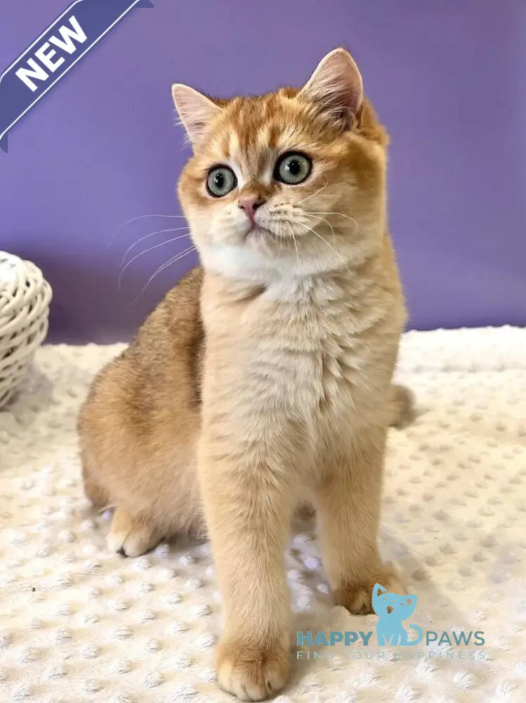 Teddy British Shorthair male black golden chinchilla live animals