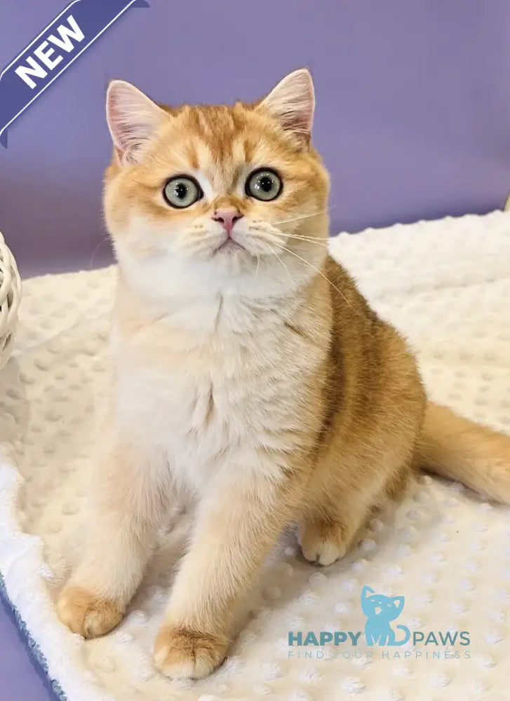 Teddy British Shorthair male black golden chinchilla live animals