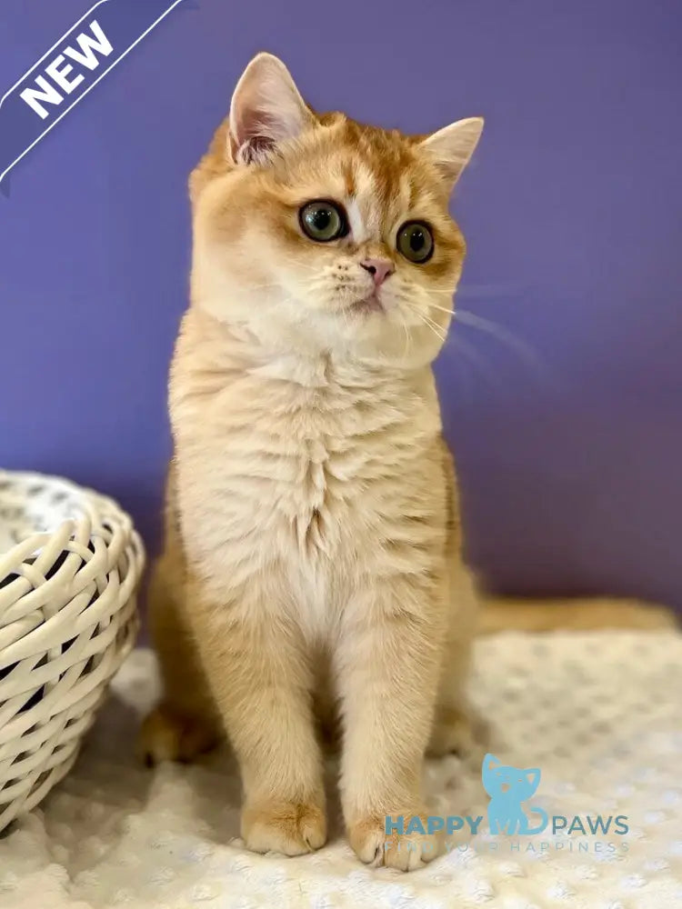 Teddy British Shorthair male black golden chinchilla live animals