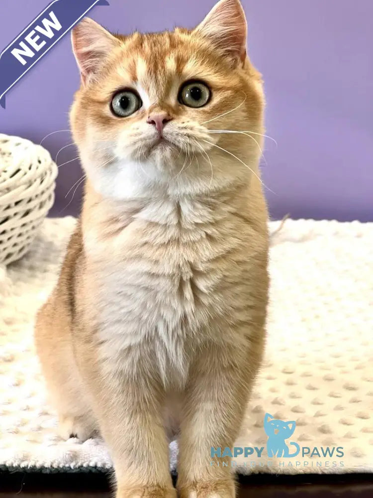 Teddy British Shorthair male black golden chinchilla live animals