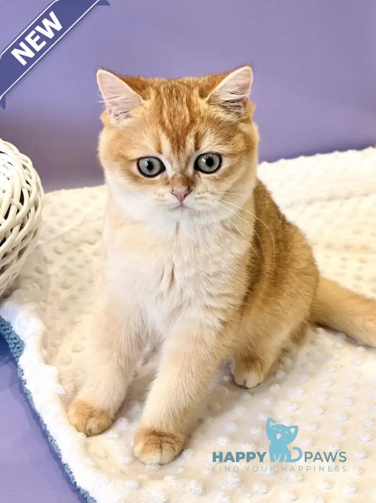 Teddy British Shorthair male black golden chinchilla live animals