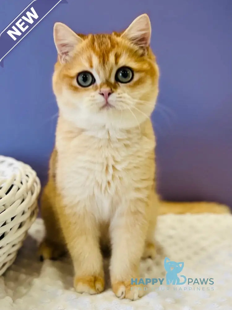 Teddy British Shorthair male black golden chinchilla live animals
