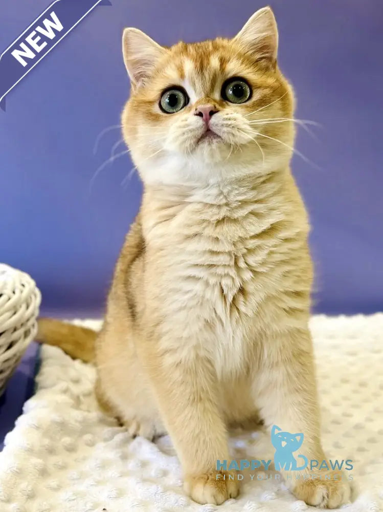 Teddy British Shorthair male black golden chinchilla live animals