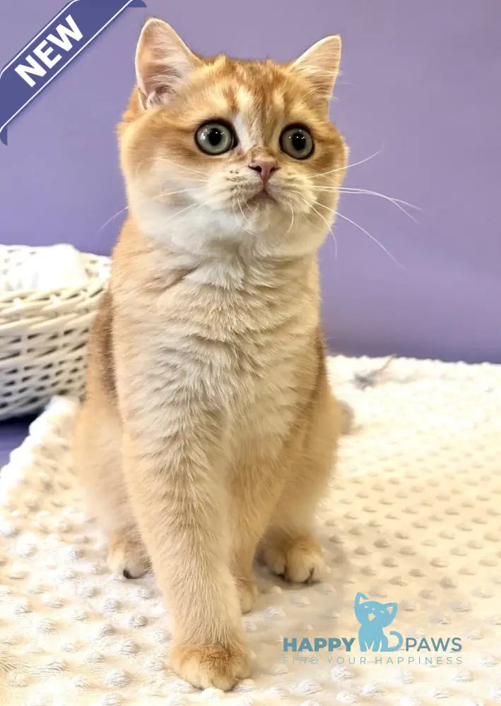 Teddy British Shorthair male black golden chinchilla live animals