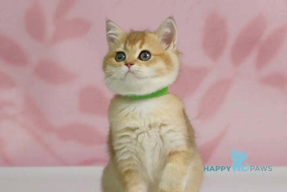 Teddy British Shorthair male black golden shaded live animals