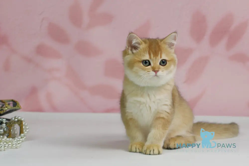 Teddy British Shorthair male black golden shaded live animals