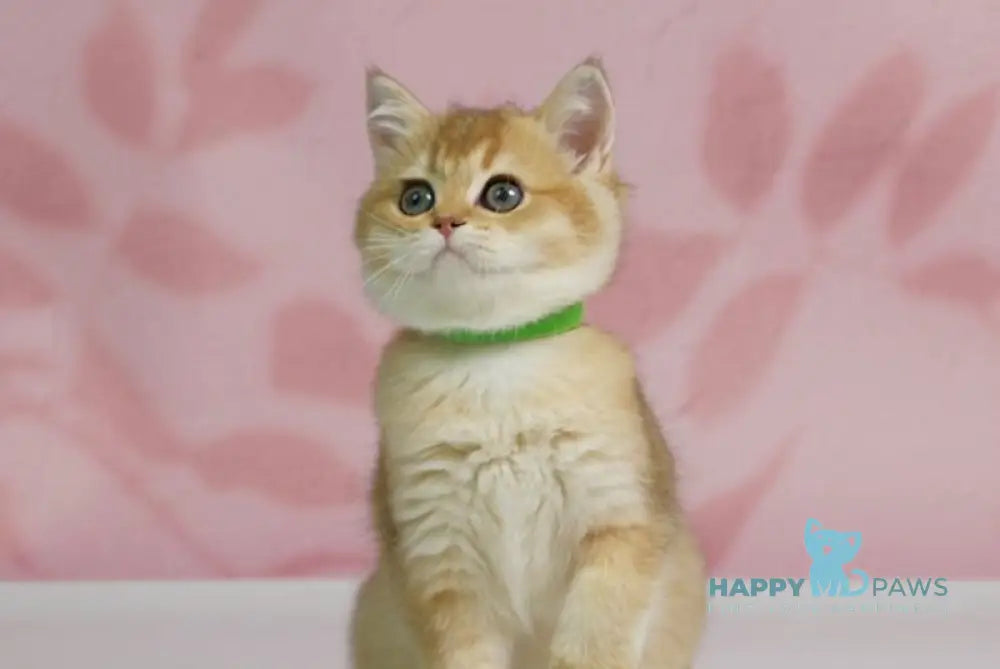 Teddy British Shorthair male black golden shaded live animals