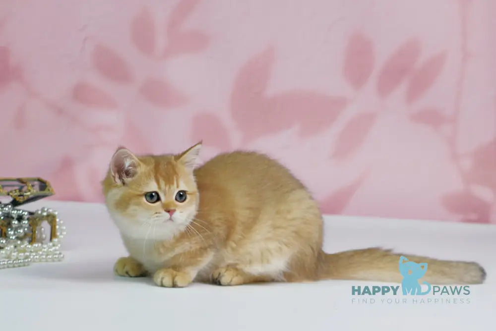 Teddy British Shorthair male black golden shaded live animals