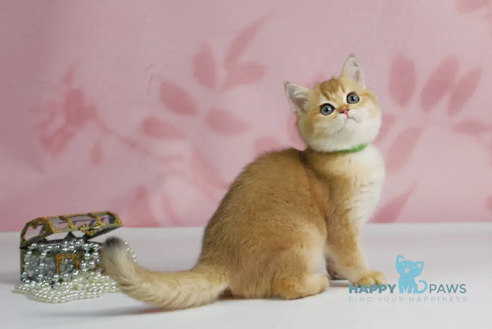 Teddy British Shorthair male black golden shaded live animals