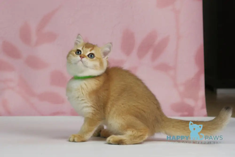 Teddy British Shorthair male black golden shaded live animals