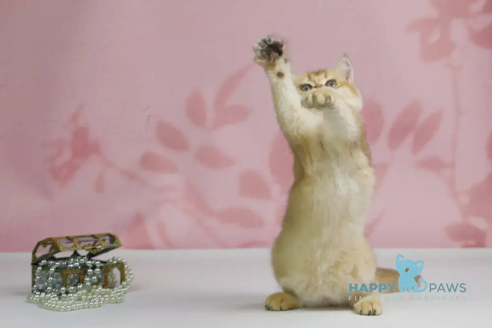 Teddy British Shorthair male black golden shaded live animals