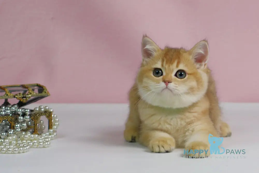 Teddy British Shorthair male black golden shaded live animals