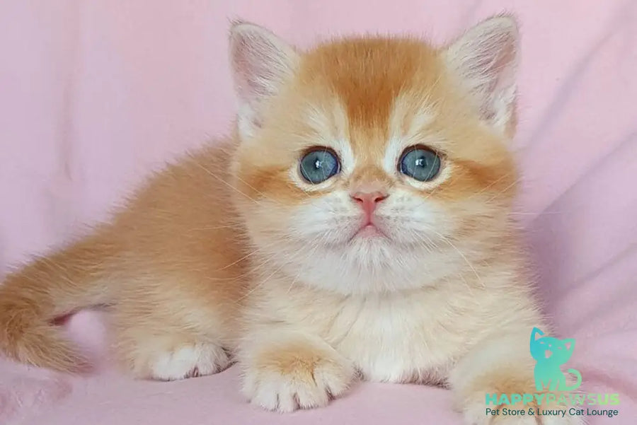 Teddy British Shorthair male chocolate golden chinchilla - live animals