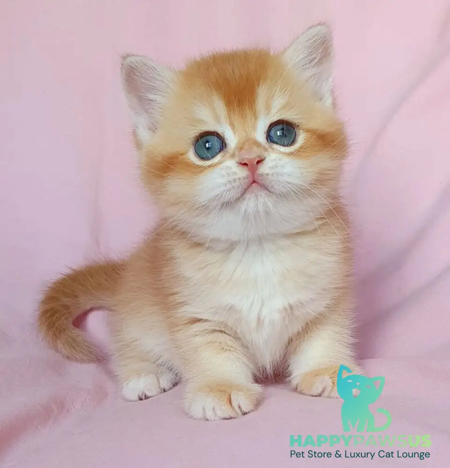 Teddy British Shorthair male chocolate golden chinchilla - live animals