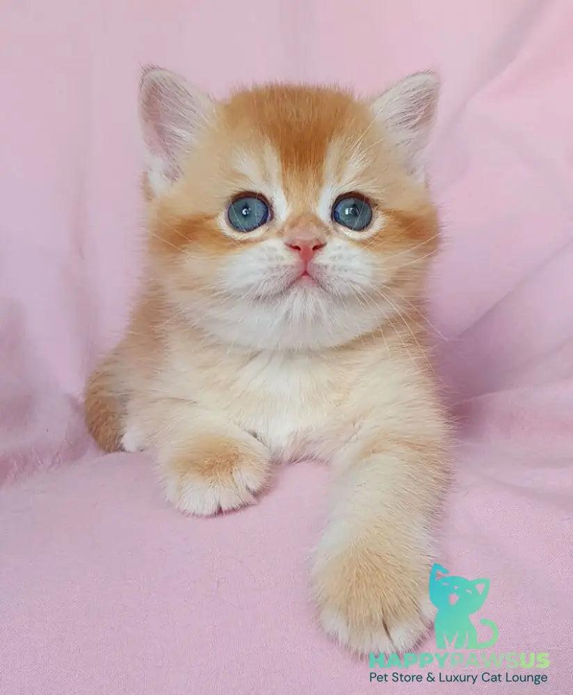 Teddy British Shorthair male chocolate golden chinchilla - live animals