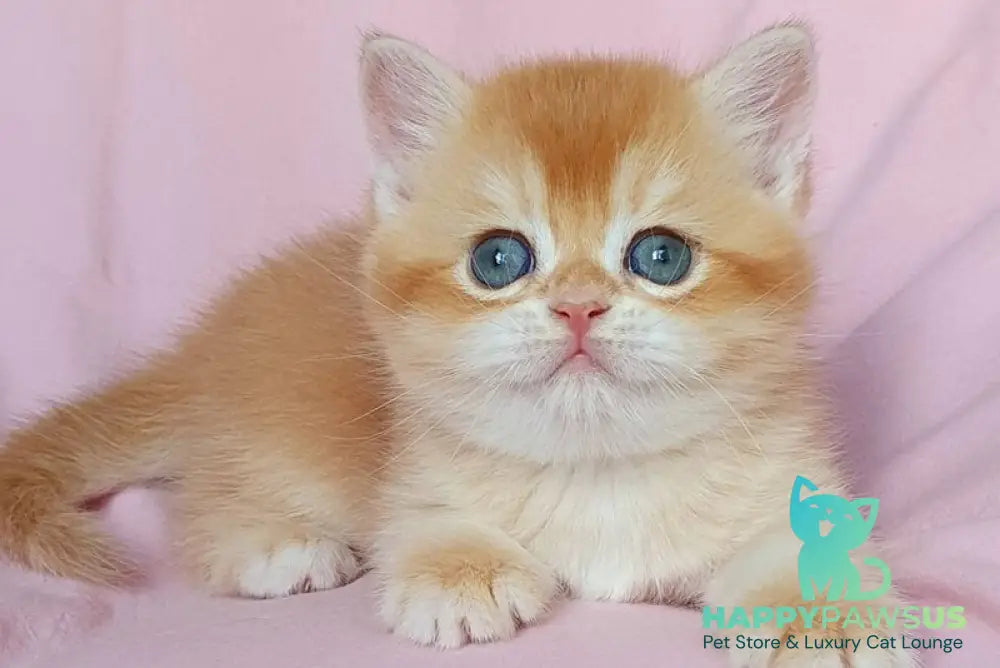 Teddy British Shorthair male chocolate golden chinchilla - live animals