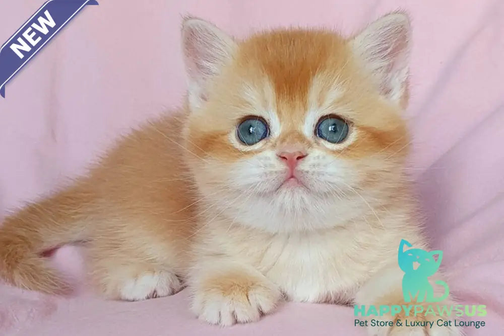 Teddy British Shorthair male chocolate golden chinchilla - live animals