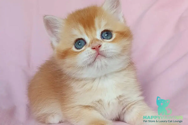 Teddy British Shorthair male chocolate golden chinchilla - live animals