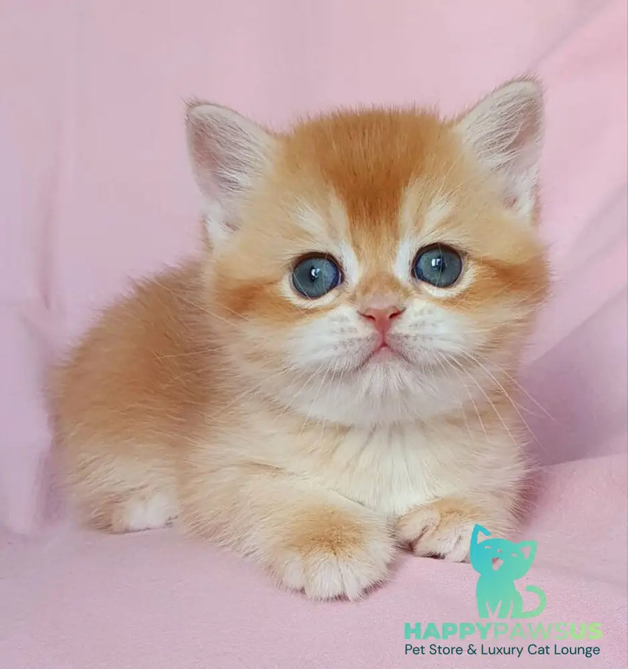 Teddy British Shorthair male chocolate golden chinchilla - live animals