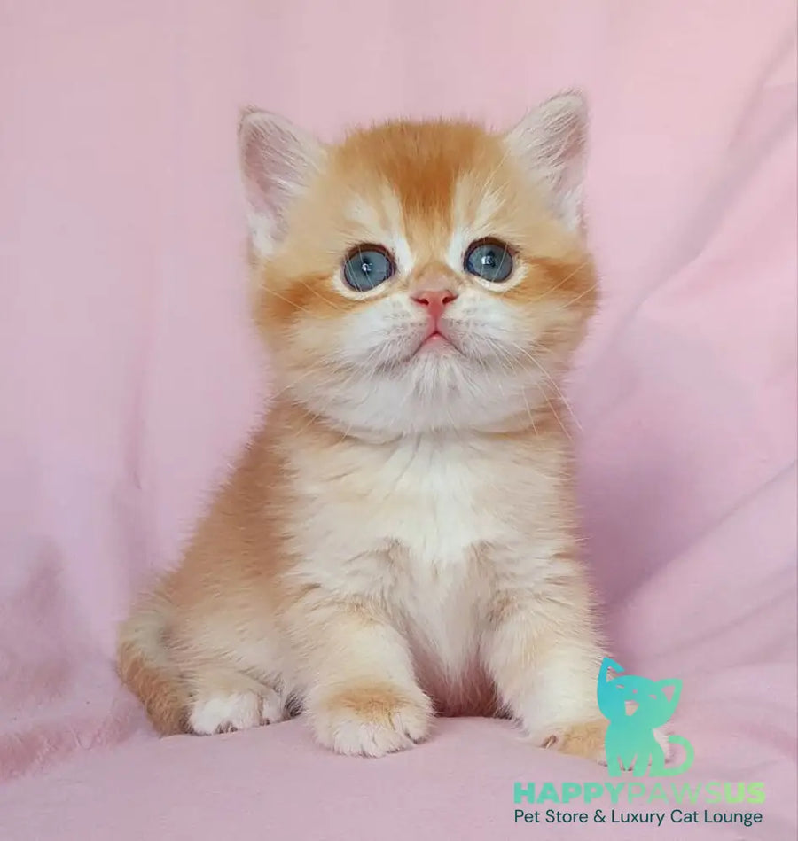 Teddy British Shorthair male chocolate golden chinchilla - live animals
