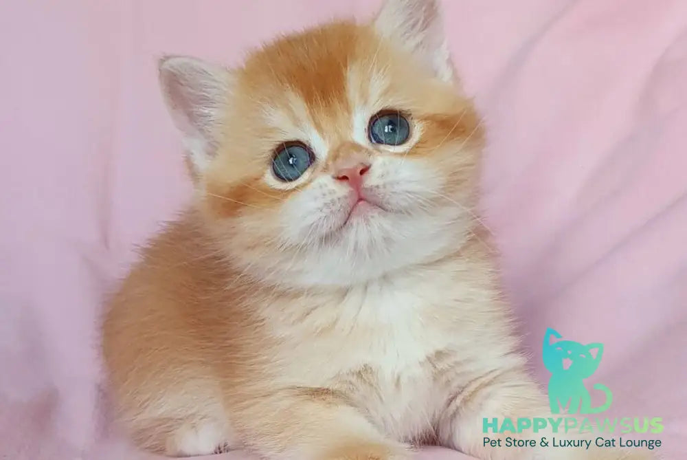 Teddy British Shorthair male chocolate golden chinchilla - live animals