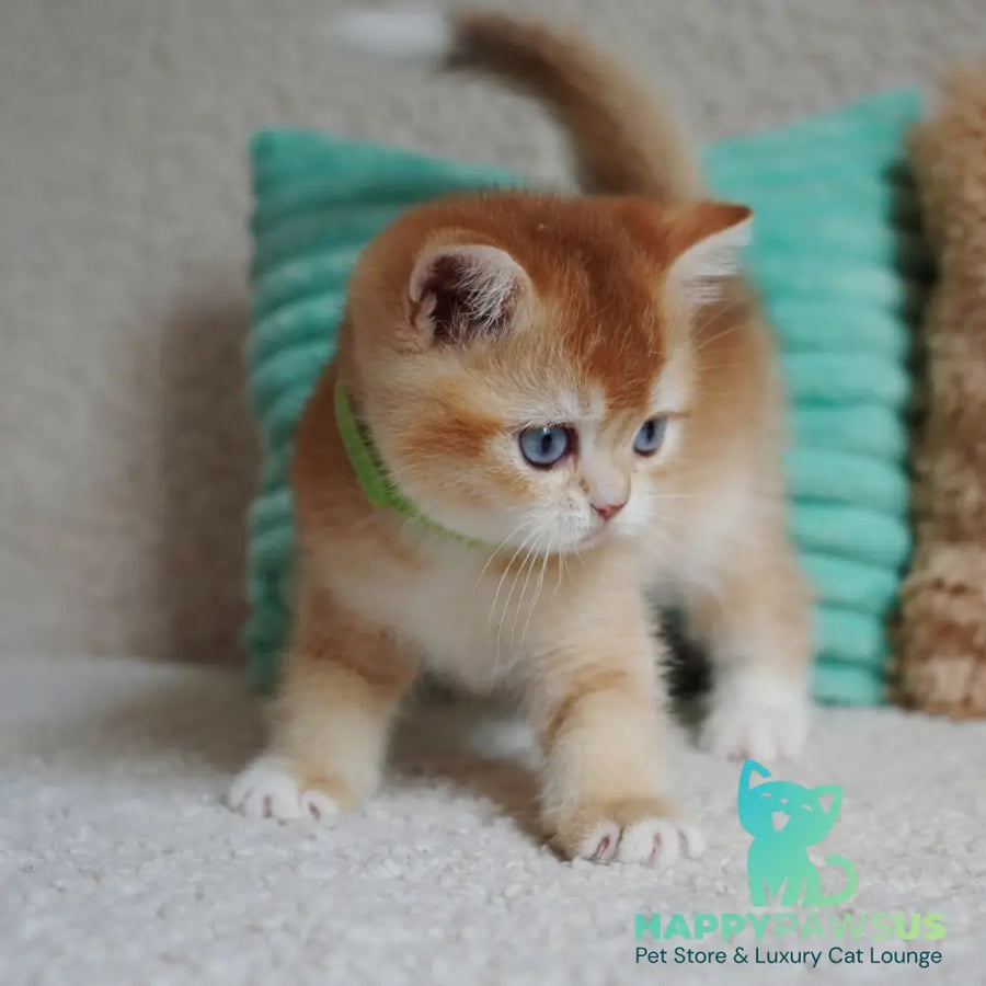 Teddy British Shorthair male chocolate golden chinchilla with white - live animals