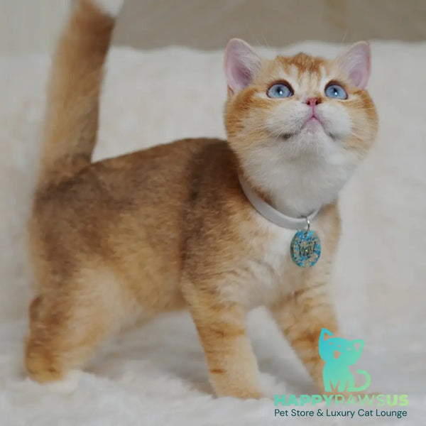 Teddy British Shorthair male chocolate golden chinchilla with white - live animals