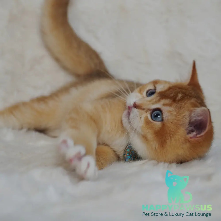 Teddy British Shorthair male chocolate golden chinchilla with white - live animals