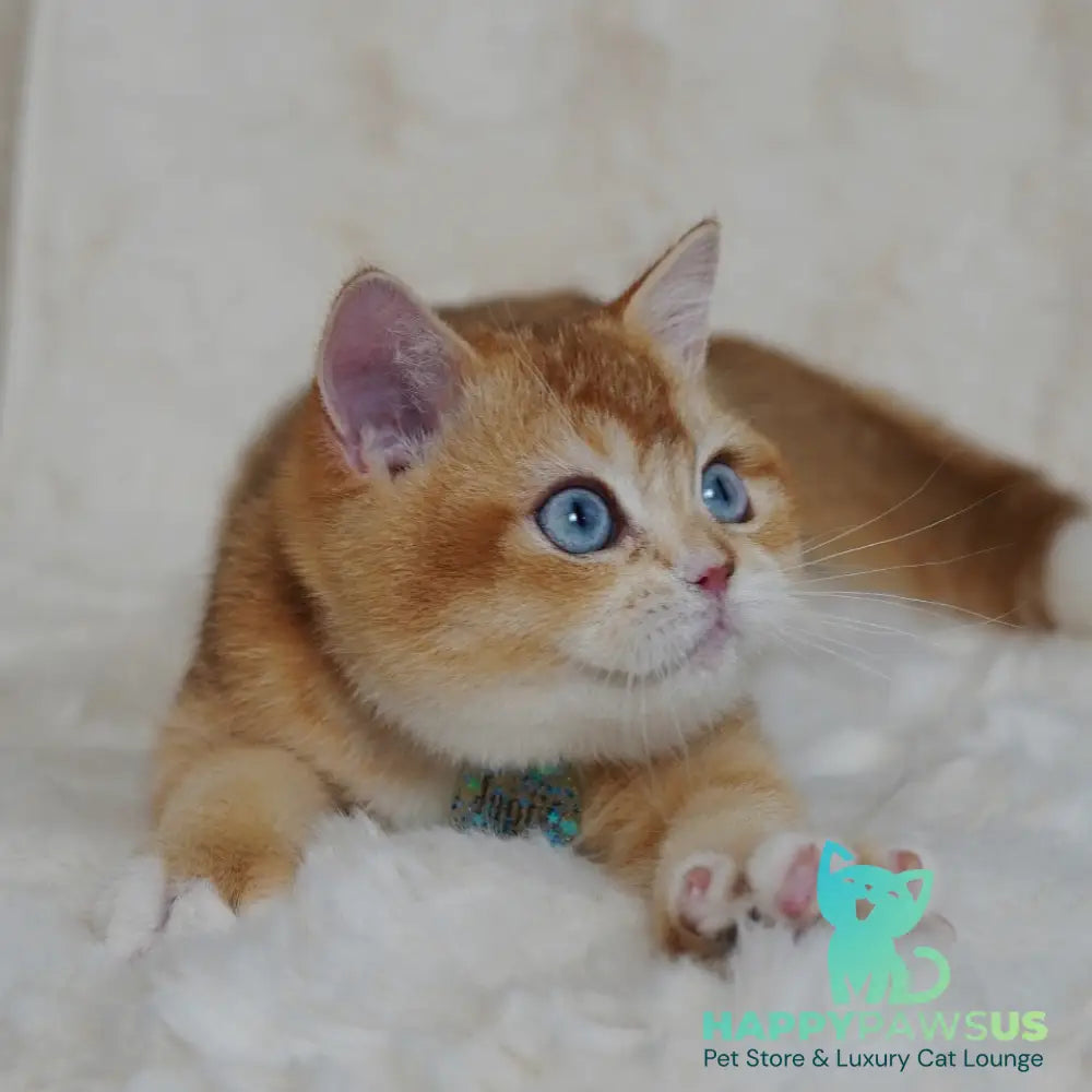 Teddy British Shorthair male chocolate golden chinchilla with white - live animals
