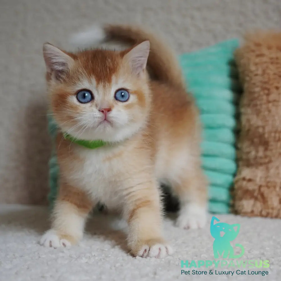 Teddy British Shorthair male chocolate golden chinchilla with white - live animals