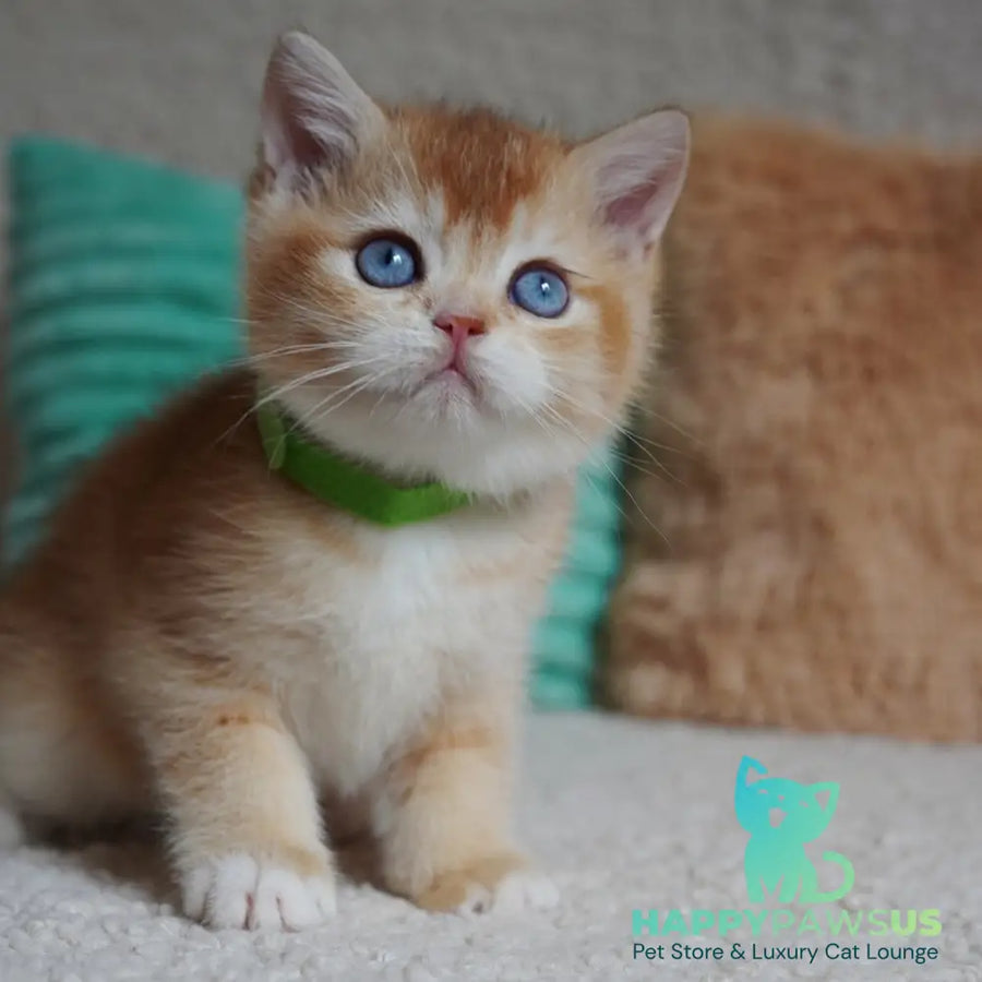 Teddy British Shorthair male chocolate golden chinchilla with white - live animals