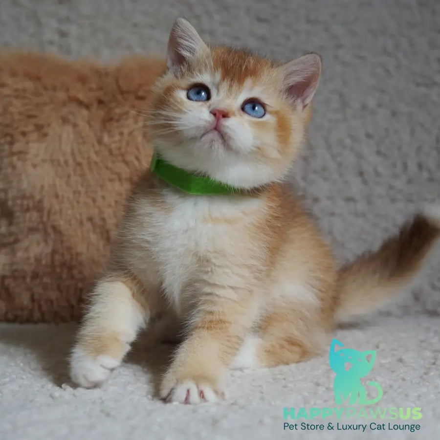 Teddy British Shorthair male chocolate golden chinchilla with white - live animals