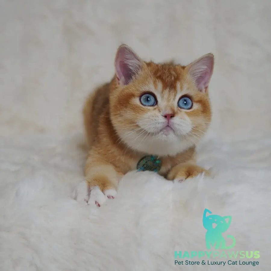 Teddy British Shorthair male chocolate golden chinchilla with white - live animals