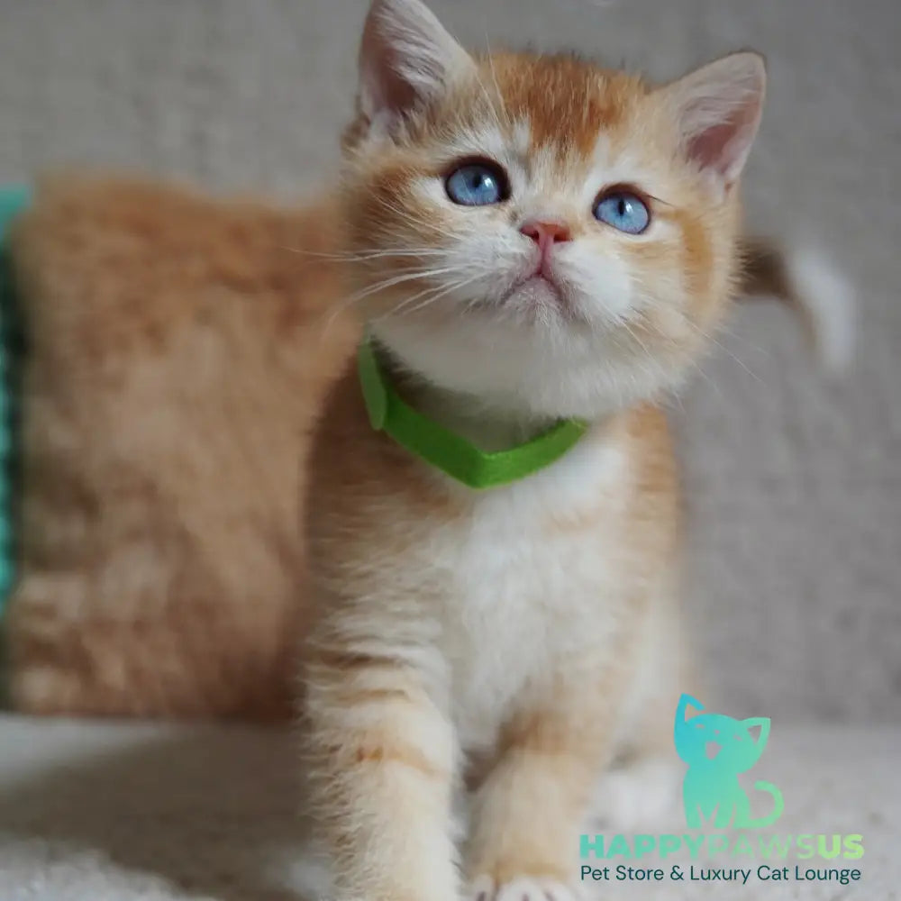 Teddy British Shorthair male chocolate golden chinchilla with white - live animals