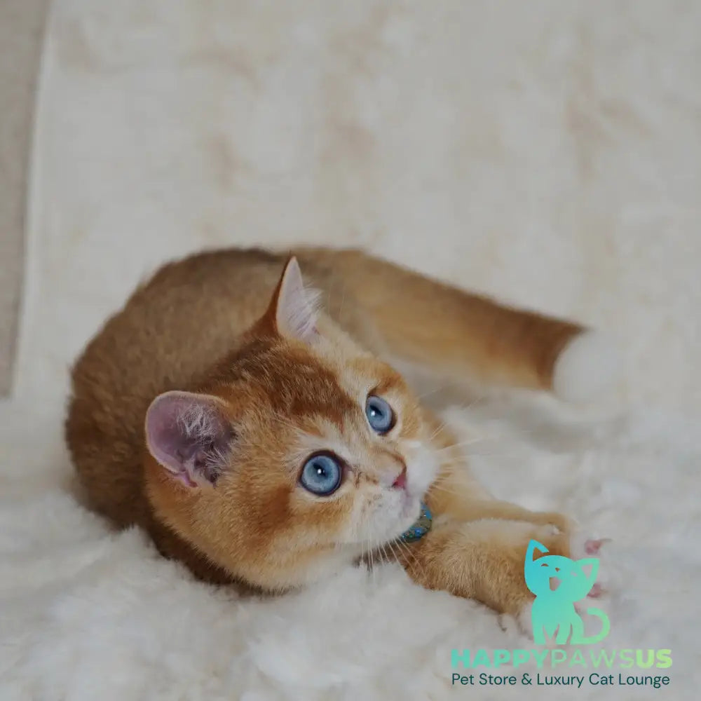 Teddy British Shorthair male chocolate golden chinchilla with white - live animals