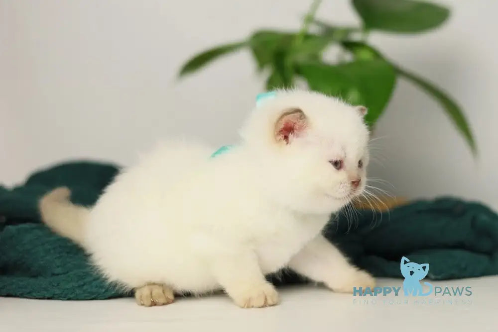Teddy British Shorthair male cinnamon pointed live animals