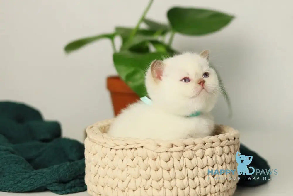 Teddy British Shorthair male cinnamon pointed live animals
