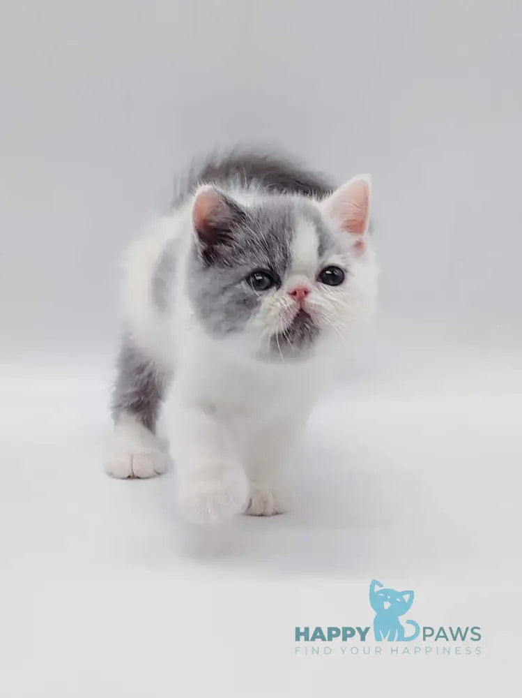 Teddy Exotic male blue harlequin live animals