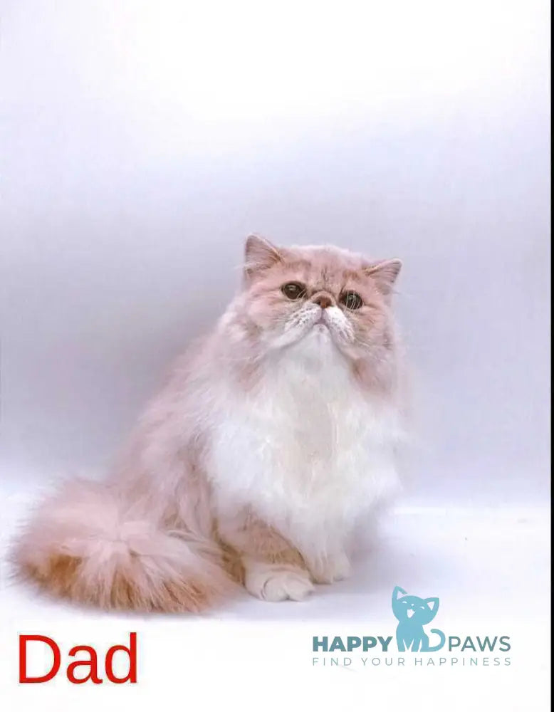 Teddy Exotic male blue harlequin live animals