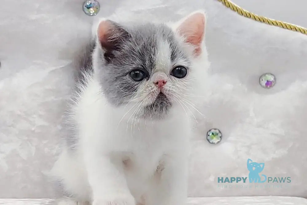 Teddy Exotic male blue harlequin live animals