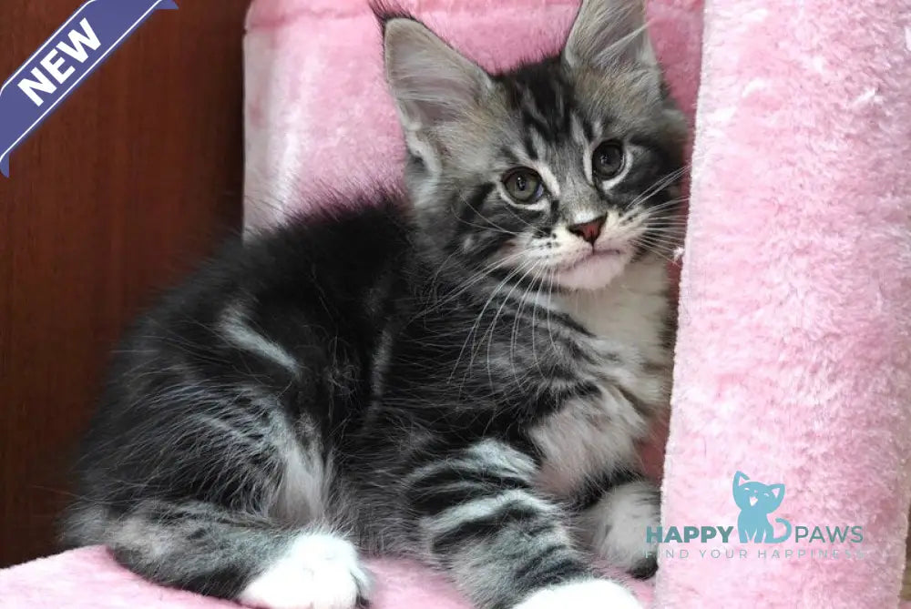 Teddy Maine Coon male black silver tabby with white live animals