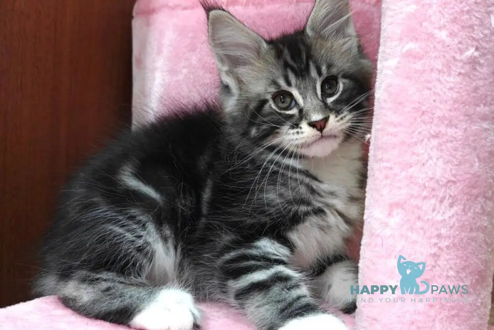 Teddy Maine Coon male black silver tabby with white live animals